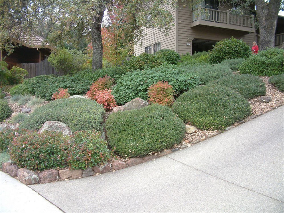 Driveway Planting