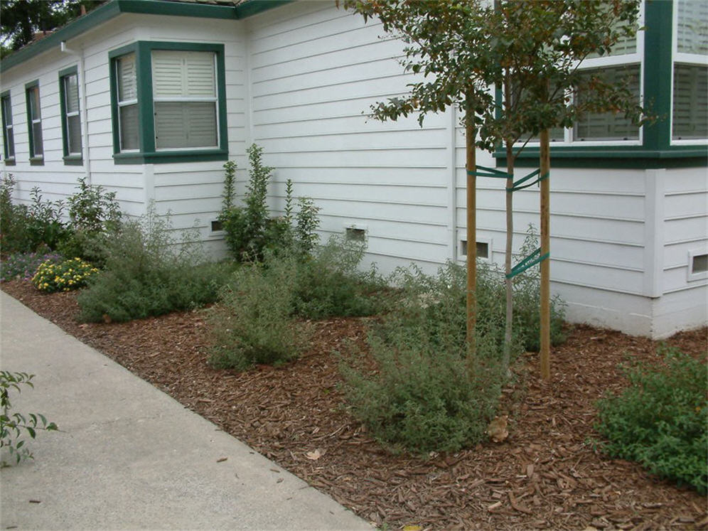 Side Yard and Compost