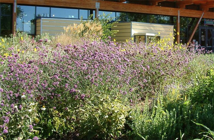 Argentine Verbena