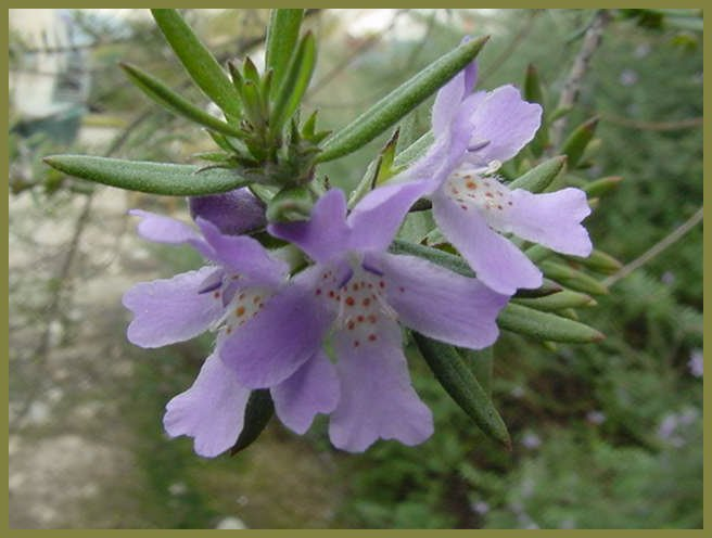 Westringia Wynyabbie Gem