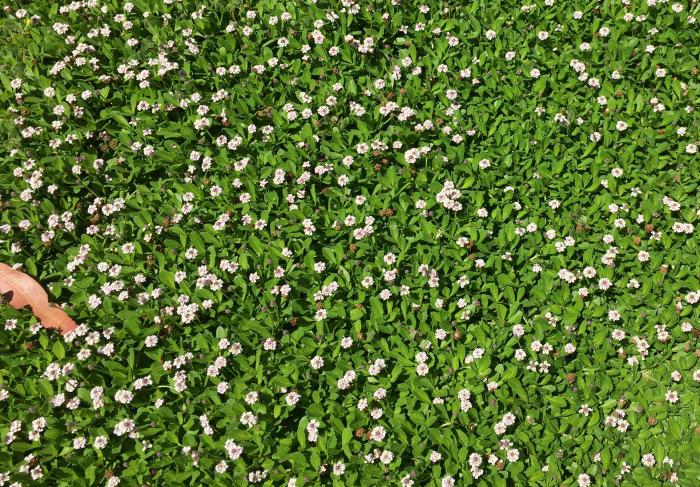 Plant photo of: Lippia nodiflora