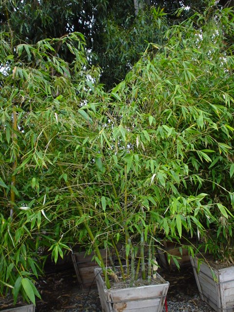 Giant Timber Bamboo