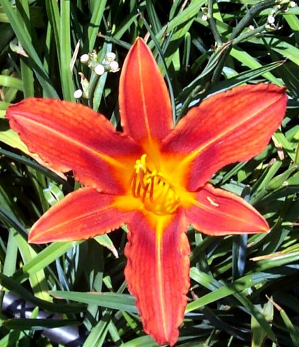 Plant photo of: Hemerocallis 'Tiny Pumpkin'