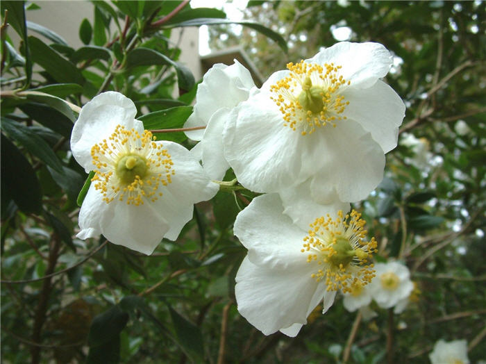 Carpenteria californica