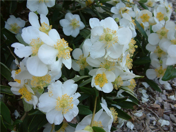 Plant photo of: Carpenteria californica