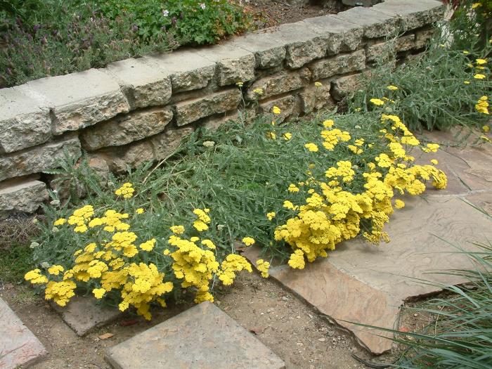 Achillea tomentosa