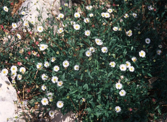 Profusion Trailing Fleabane