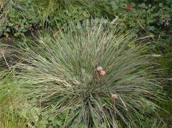 Mendocino Reed Grass