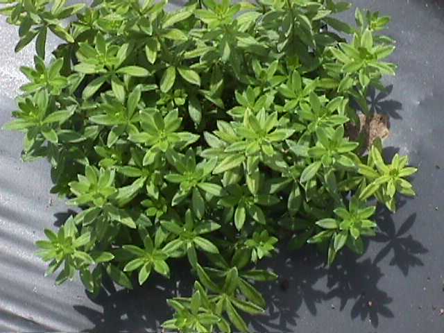 Galium odoratum