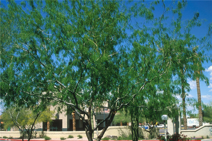 Prosopis glandulosa