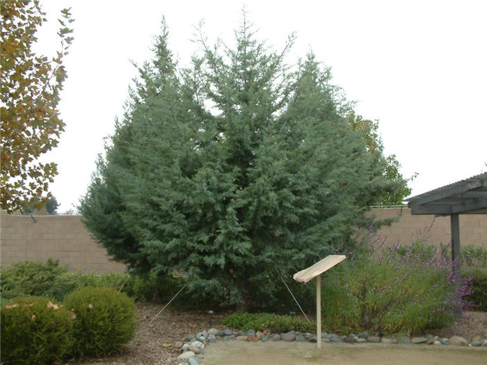 Cupressus arizonica