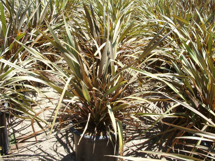 Plant photo of: Phormium tenax 'Rubrum'