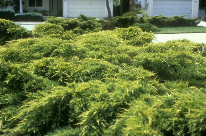 Plant photo of: Juniperus X 'Pfitzerana Aurea'