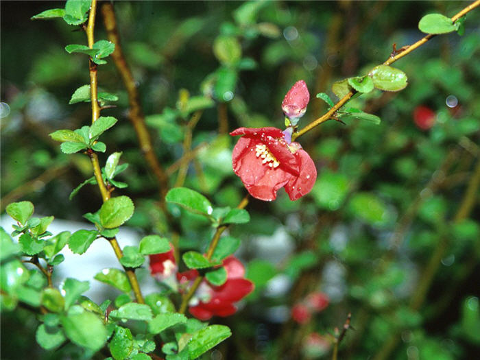 Chaenomeles speciosa