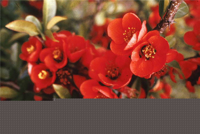 Plant photo of: Chaenomeles speciosa