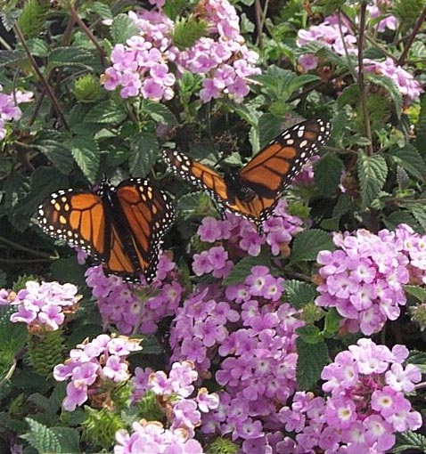 Ground Cover Lantana