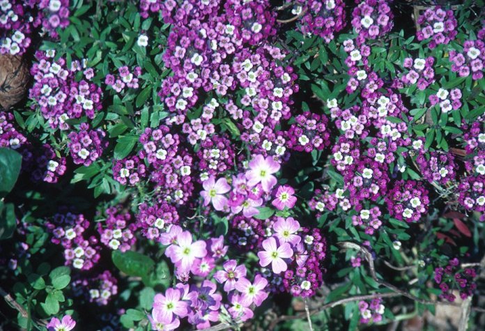 Lobularia maritima