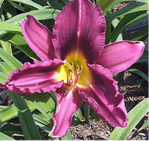 Hemerocallis 'Russian Rhapsody'