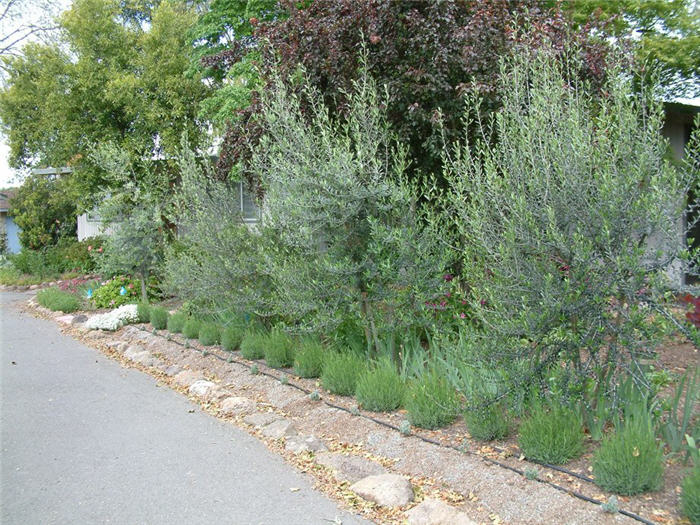 Swan Hill Fruitless Olive