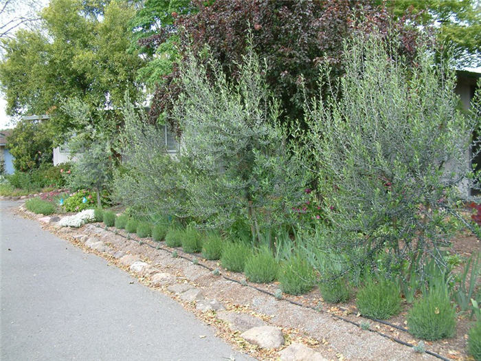 Olea europaea 'Swan Hill'