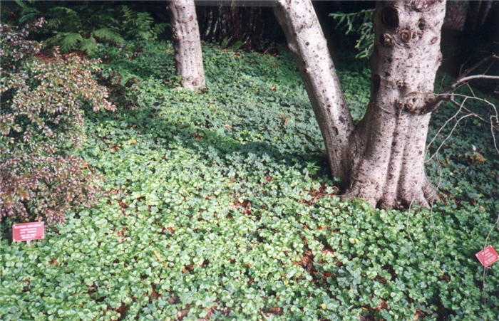 Oxalis oregano