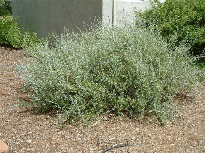 Azurea Bush Germander