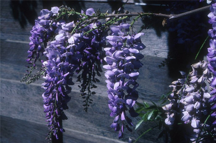 Cooke's Purple Chinese Wisteria