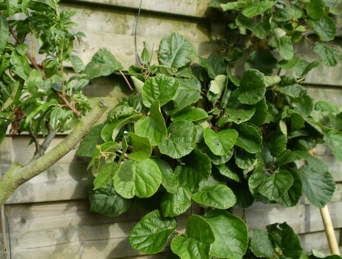 Plant photo of: Actinidia deliciosa