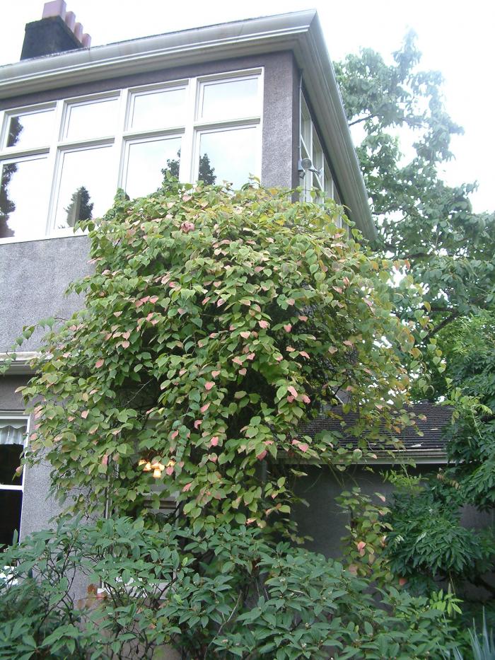 Plant photo of: Actinidia deliciosa