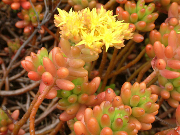 Sedum X rubrotinctum