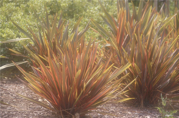 Phormium tenax 'Rainbow Warrior'