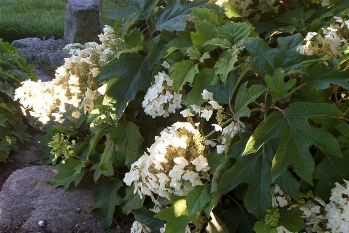 Hydrangea quercifolia 'Pee Wee'