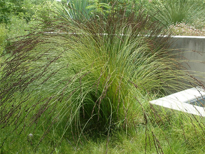 Chondropetalum tectorum