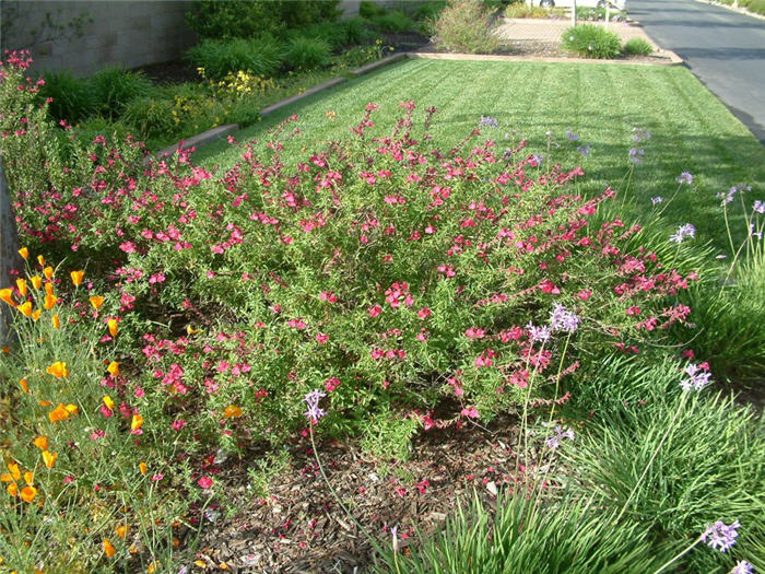 Salvia greggii 'Rose Pink'