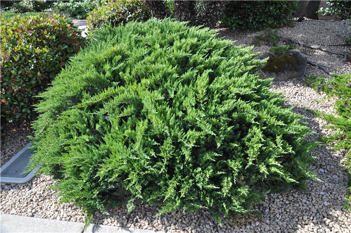 Scandia Juniper