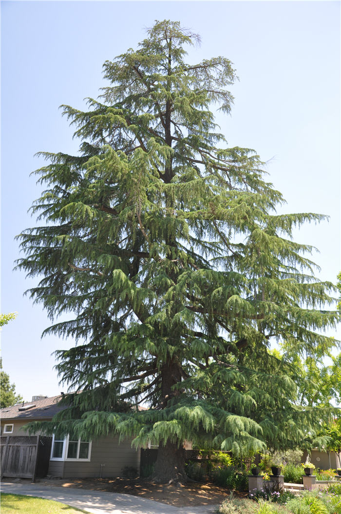 Plant photo of: Cedrus deodara