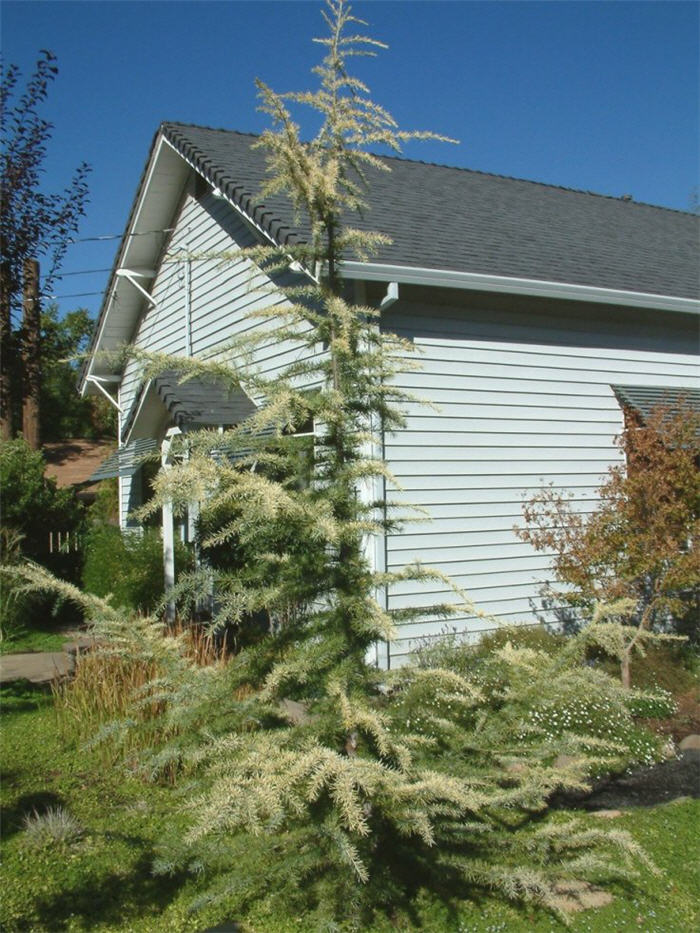 Plant photo of: Cedrus deodara 'Aurea'