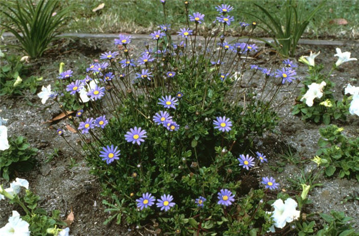 Blue Marguerite, Blue Felicia Daisy