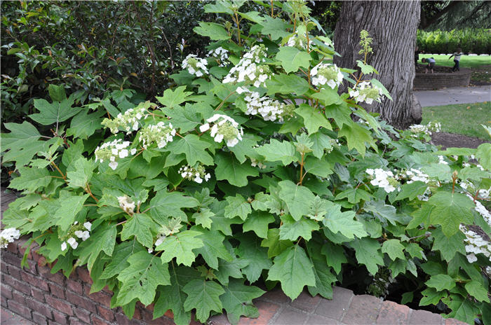 Plant photo of: Hydrangea quercifolia