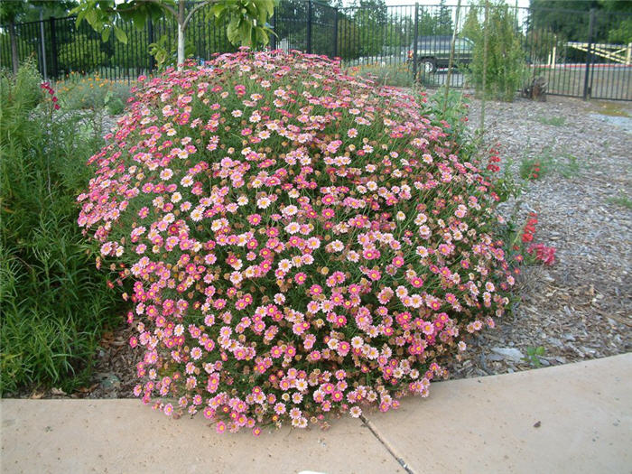 Chrysanthemum frutescens 'Pink Champagne