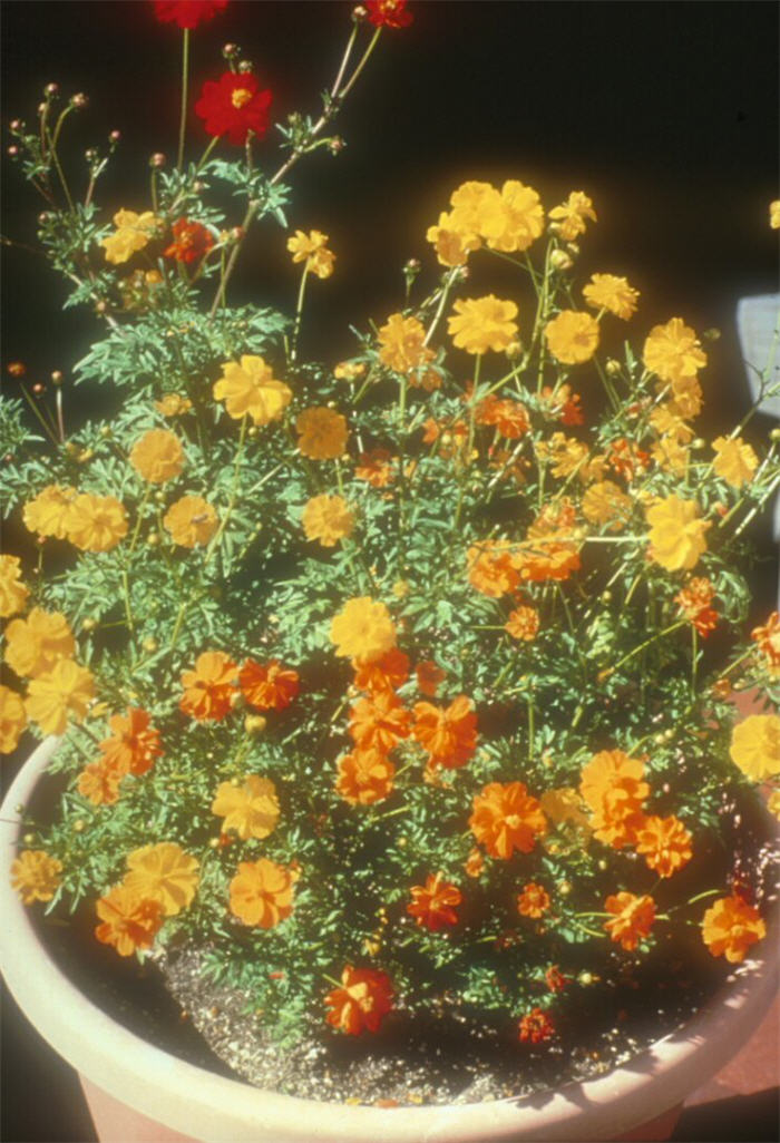 Plant photo of: Cosmos sulphureus 'Ladybird Mix'