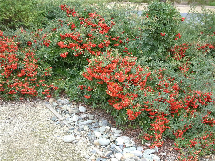 Pyracantha coccinea 'Lalandei'