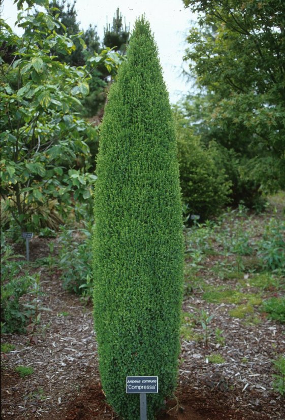 Finger Juniper