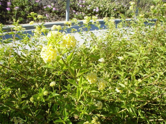 Lantana 'Spreading Sunshine'