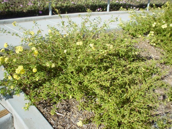 Plant photo of: Lantana 'Spreading Sunshine'