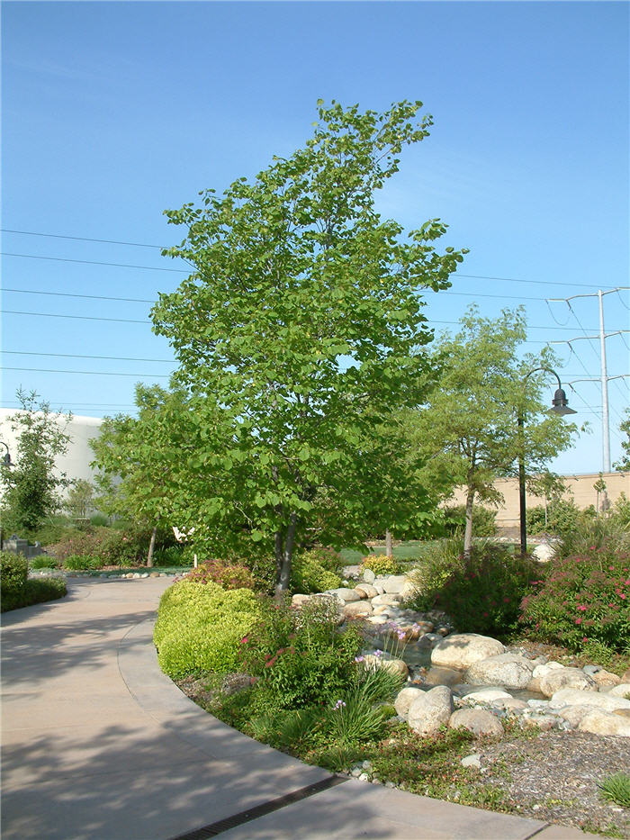 Plant photo of: Cercis occidentalis