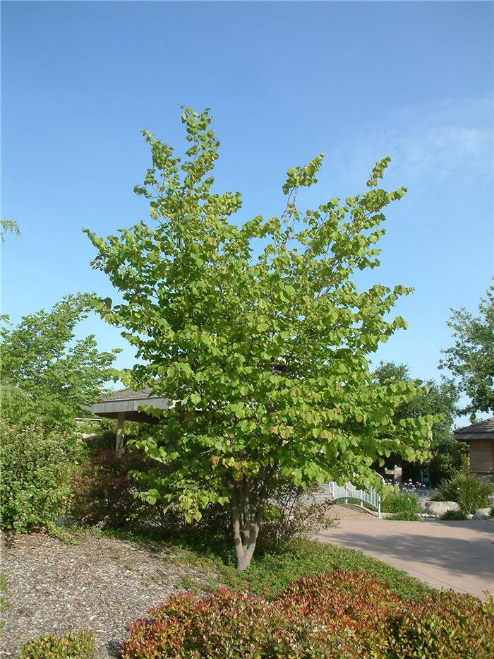 Plant photo of: Cercis occidentalis