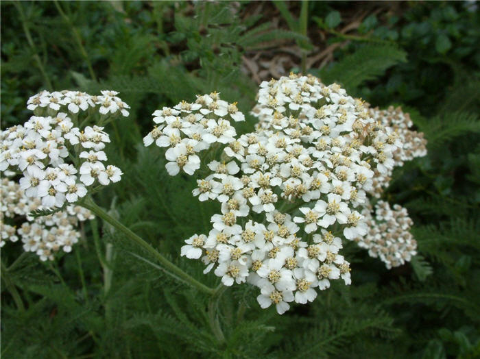 Common Yarrow, Mifoil