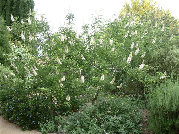 California Buckeye