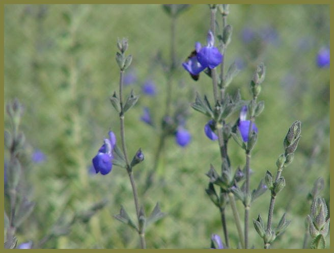 Plant photo of: Salvia chamaedryoides